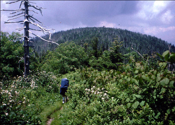 View, Great Smokies, AT
