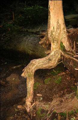 Root with a Lot of Use,  AT, Maine