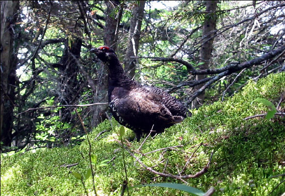 Grouse, AT, Maine