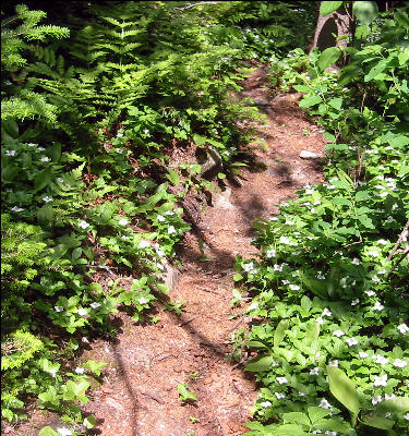 Lined With Flowers, AT, Maine