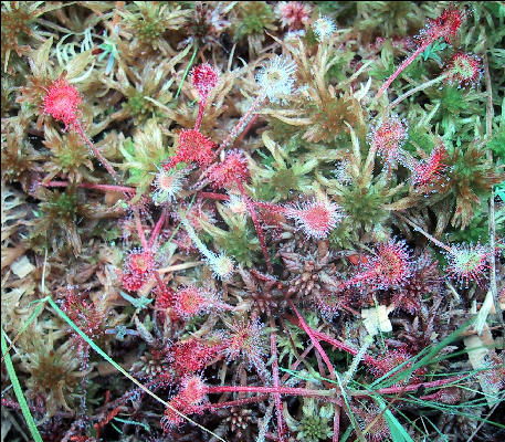 Sundews, AT, Maine