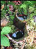 Pitcher Plants with Water, AT, Maine