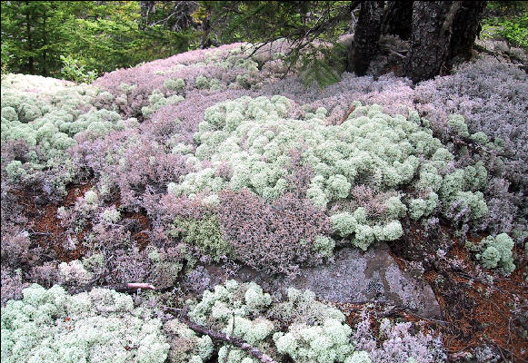 Forest of Lichens, AT, Maine