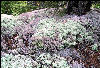 Forest of Lichens, AT, Maine