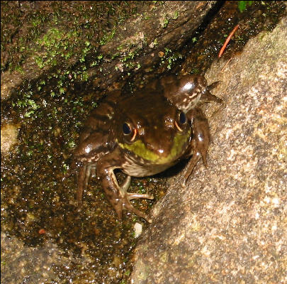 Frog, AT, Maine