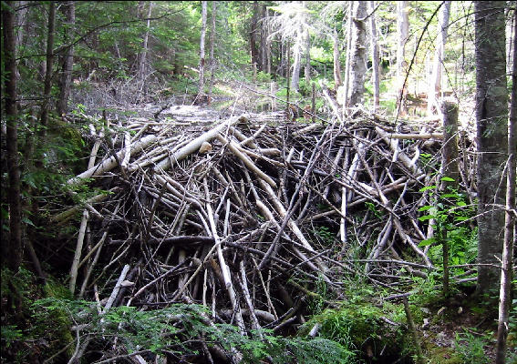 Beaver Dam, AT, Maine