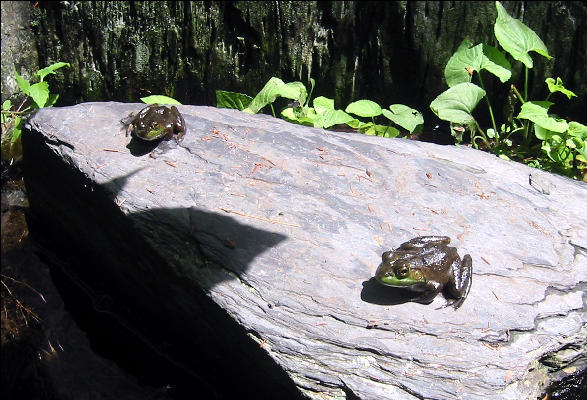 Frogs, AT, Maine