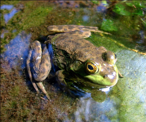 Frogs, AT, Maine