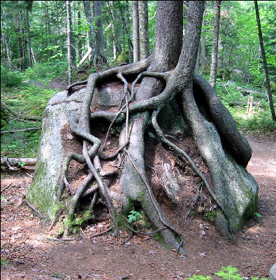 Tree on Rock, AT, Maine