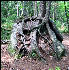 Tree on Rock, AT, Maine