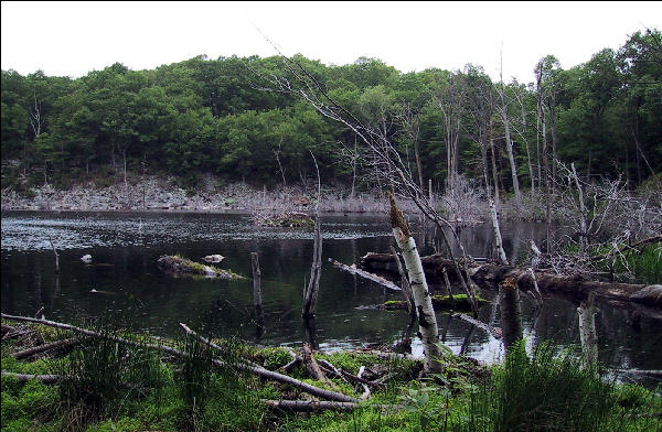 Beaver Pond, AT, New Jersey