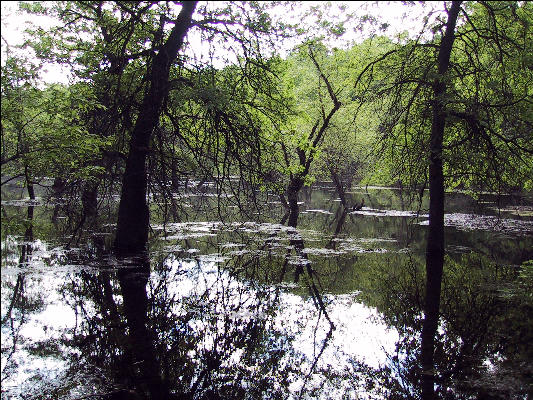 Swamp, AT, New Jersey