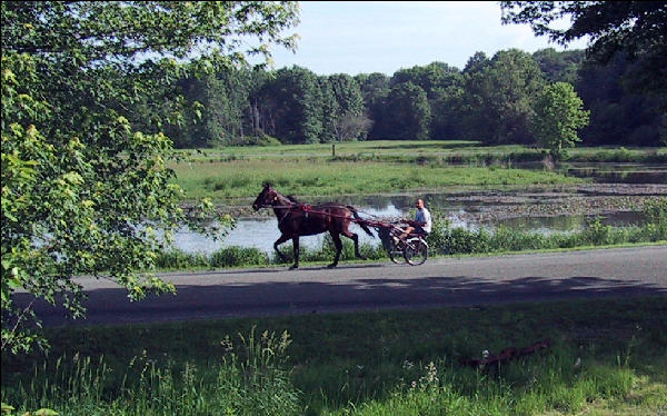 Horse on Stroll, AT, New Jersey