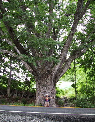 Dover Oak, AT, New York