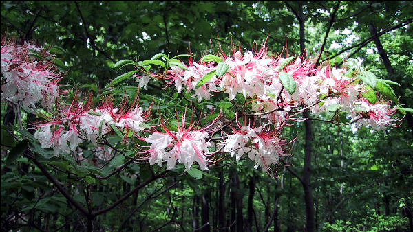 Rhododendron in Bloom, AT,Northern Virginia