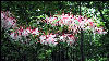 Rhododendron in Bloom, AT,Northern Virginia