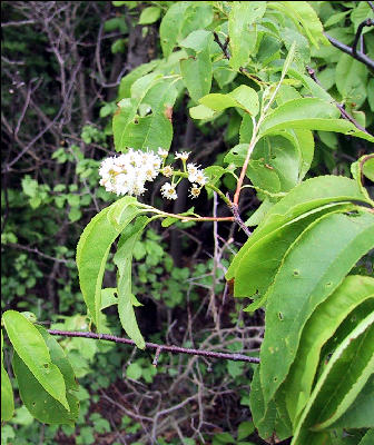 Flowers, AT, Maryland