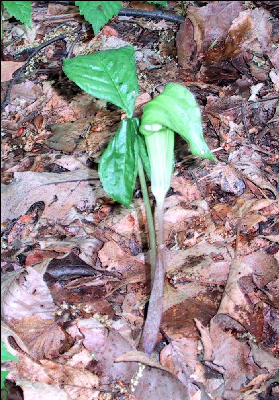 Jack in the Pulpit, AT, Maryland