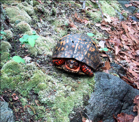 Turtle, AT, Maryland