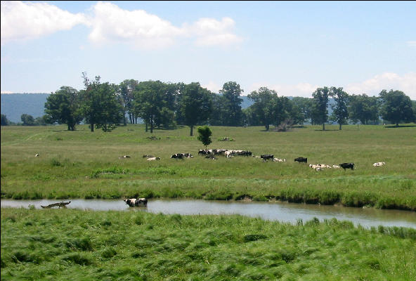 Cows in Burke Garden