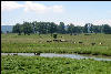 Cows in Burke Garden