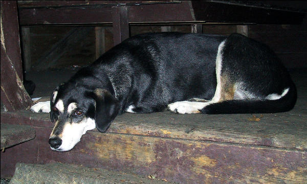 Companion, after a long day, Long Trail, Vermont