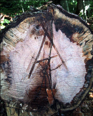 AT Sign in the Woods, Long Trail, Vermont