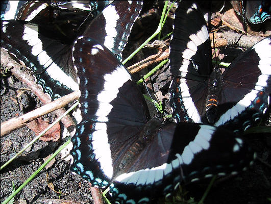 Butterflies, Lost Pond Shelter, Long Trail, Vermont