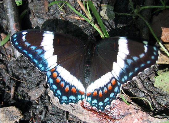 Butterflies, Lost Pond Shelter, Long Trail, Vermont