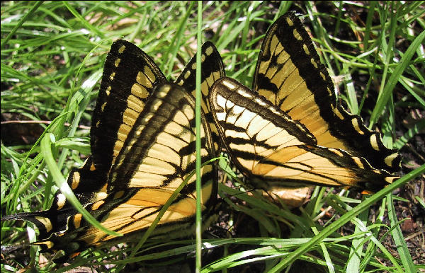 Butterflies, Lost Pond Shelter, Long Trail, Vermont