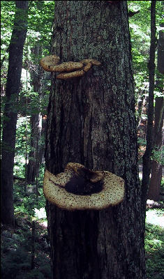 Mushrooms on Trail, AT, Vermont