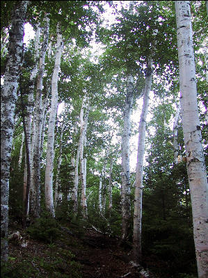 Birches, AT, Vermont