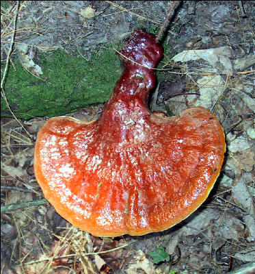 Mushroom, AT, Vermont