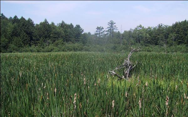 Swamp, New Hampshire