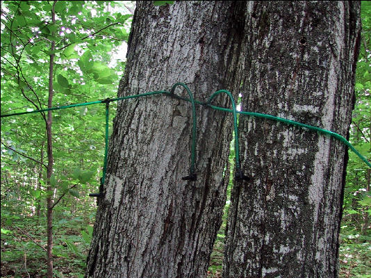 Maple Syrup Lines - New Hampshire