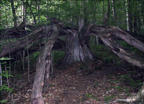 Odd shaped Tree New Hampshire