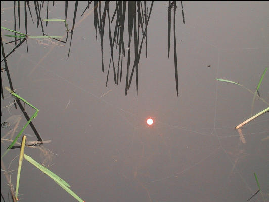 Sun in the Pond, AT, New Hampshire