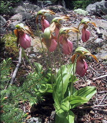 Dutchman's Britches, AT, New Hampshire