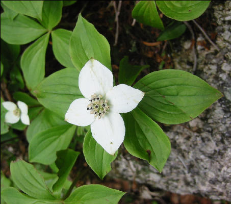 Bunchberry, White Mountains, AT, New Hampshire