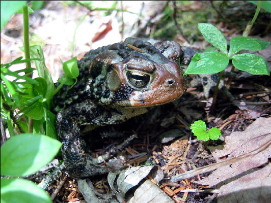 Toad, White Mountains, AT, New Hampshire