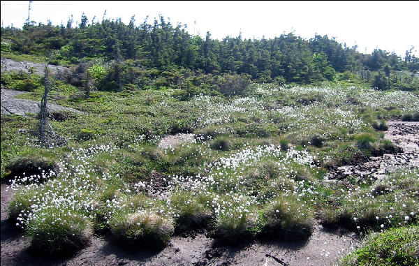 Flower Field, AT, New Hampshire