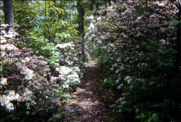 Flower Walk