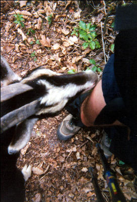 Goat attack (after the salt)