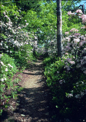 Flower Walk