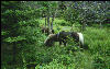 Horses on Mount Rogers