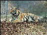 Carnivore Preservation Trust Tiger