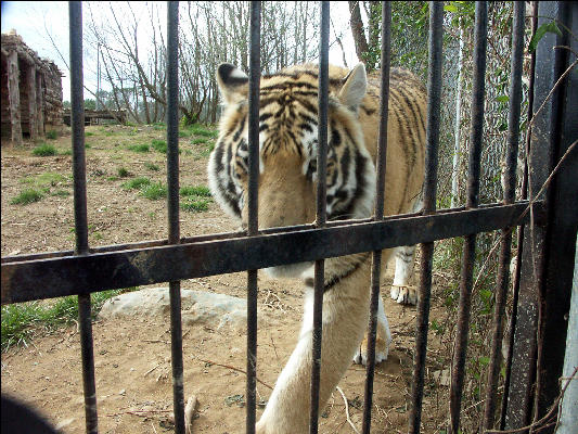 PICT9034 Tiger Carnivore Preservation Trust 