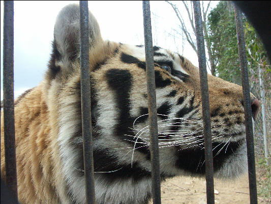 PICT9074 Tiger Carnivore Preservation Trust 