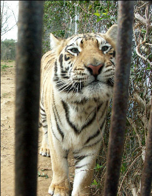 PICT9076 Tiger Carnivore Preservation Trusth 