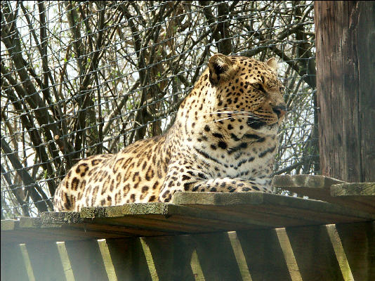 PICT9109 Leopard Carnivore Preservation Trust 
